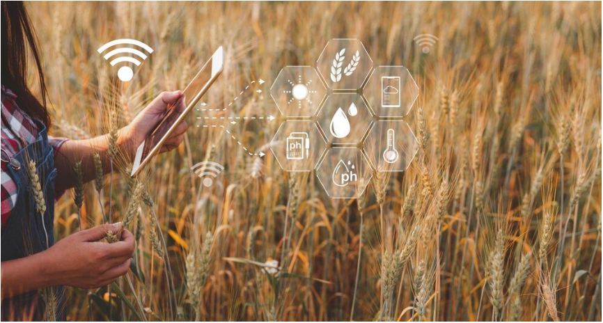 Read more about the article IOT SENSORS, THE KEY TO AUTOMATING PROCESSES IN AGRICULTURE